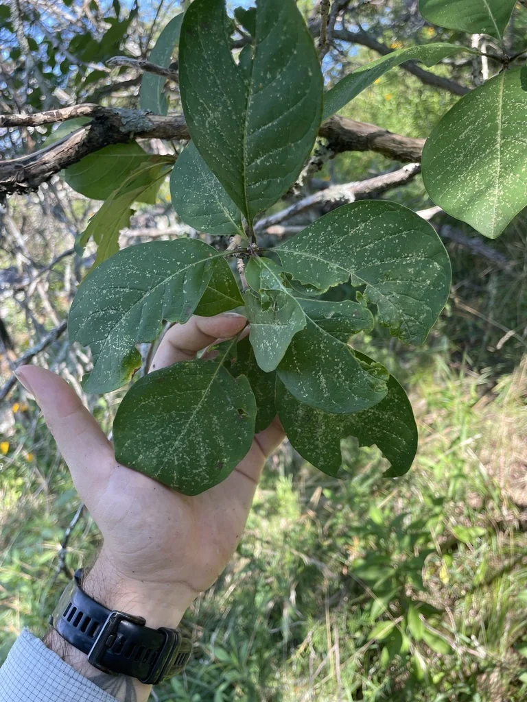Chionanthus Virginicus
