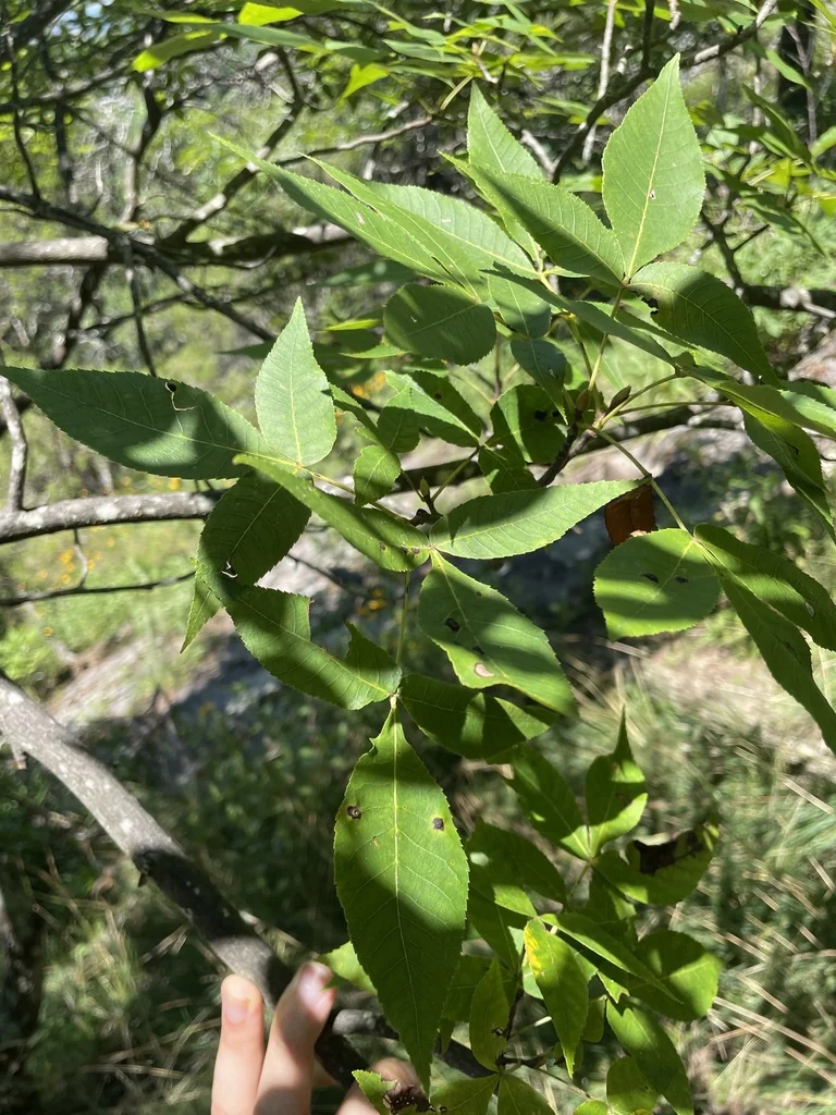 Carya Glabra