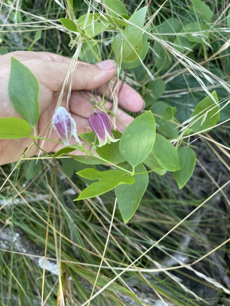Clematis Viorna