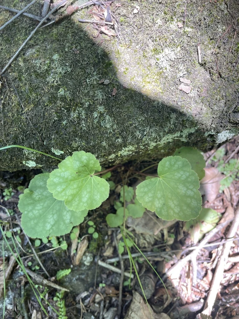 Heuchera Americana