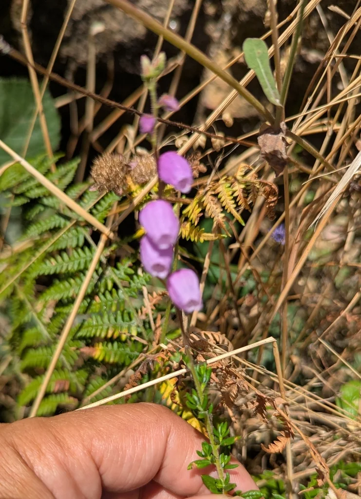 Daboecia Cantabrica