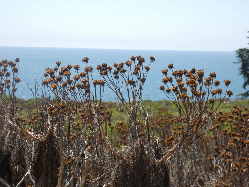Coreopsis Gigantea
