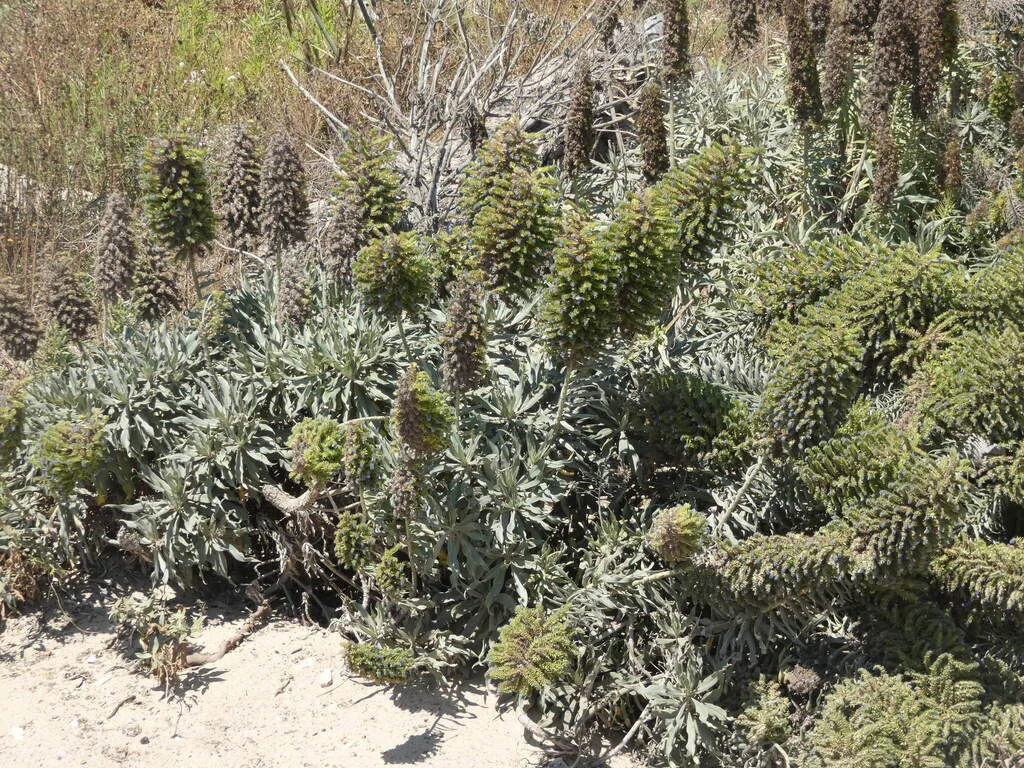 Echium Candicans
