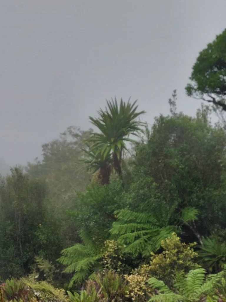 Cordyline Indivisa