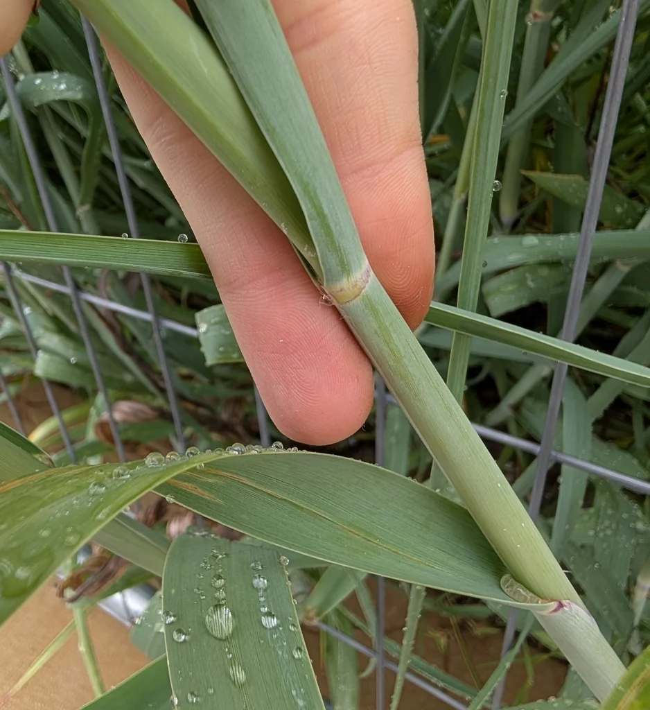 Panicum Amarum