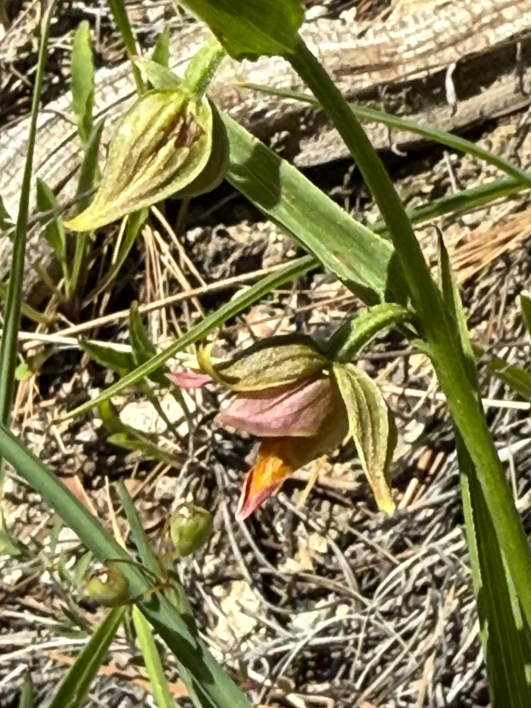 Epipactis Gigantea