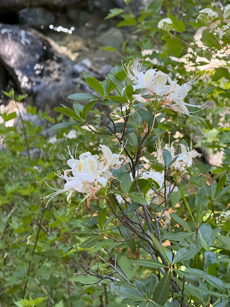 Rhododendron Occidentale