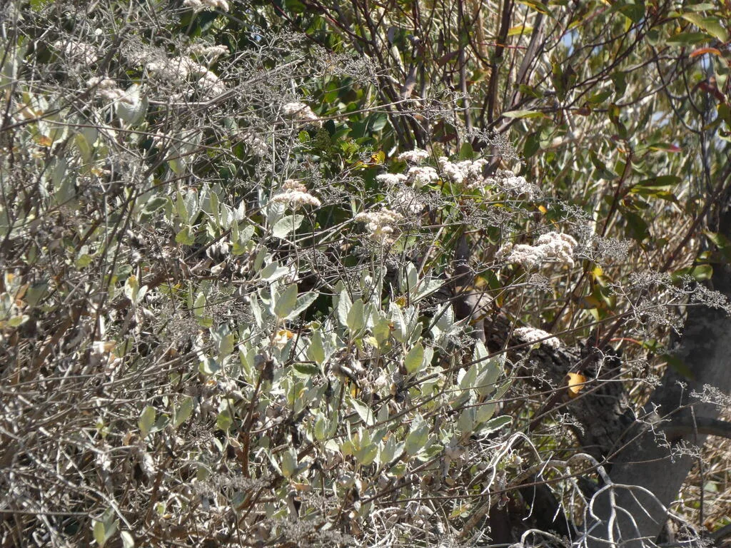 Eriogonum Giganteum