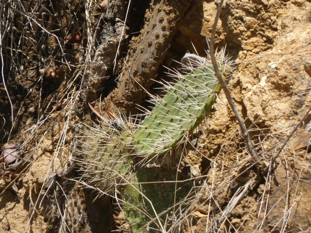 Opuntia littoralis