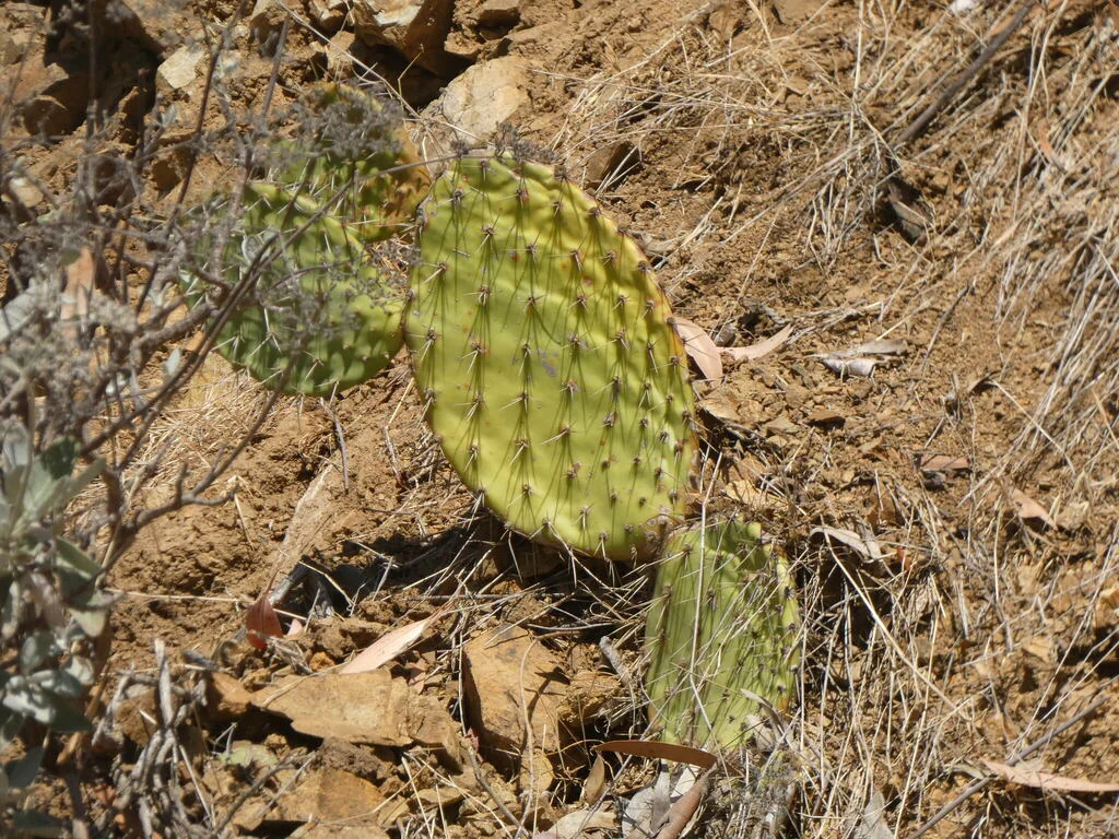 Opuntia littoralis