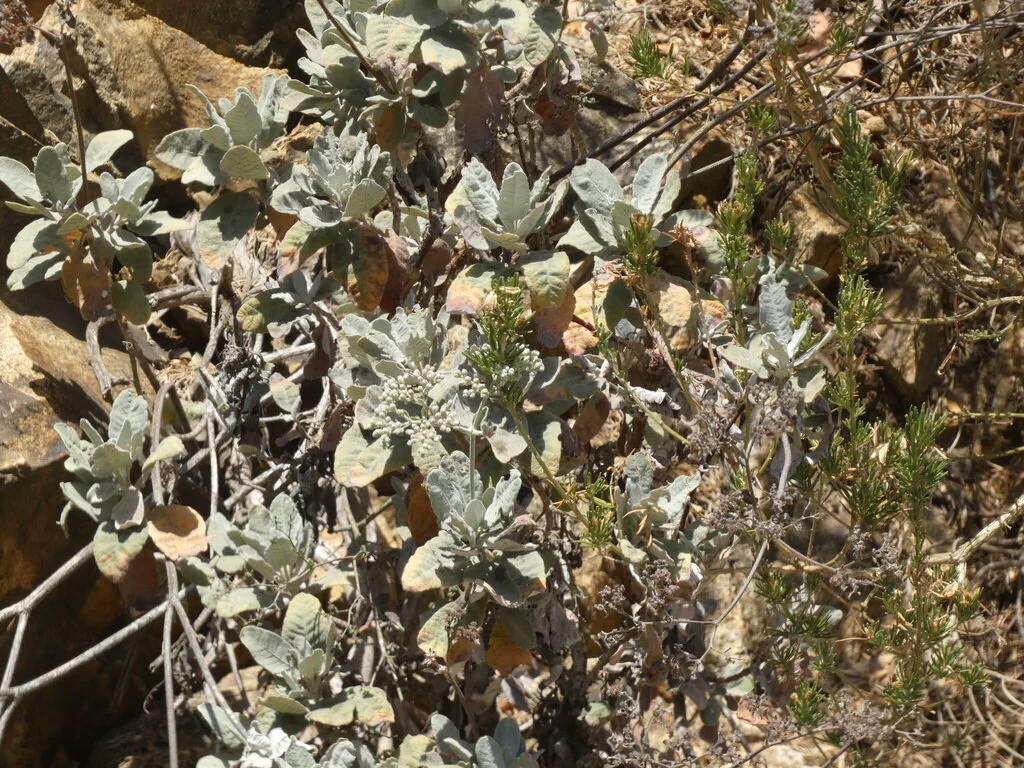 Eriogonum Giganteum