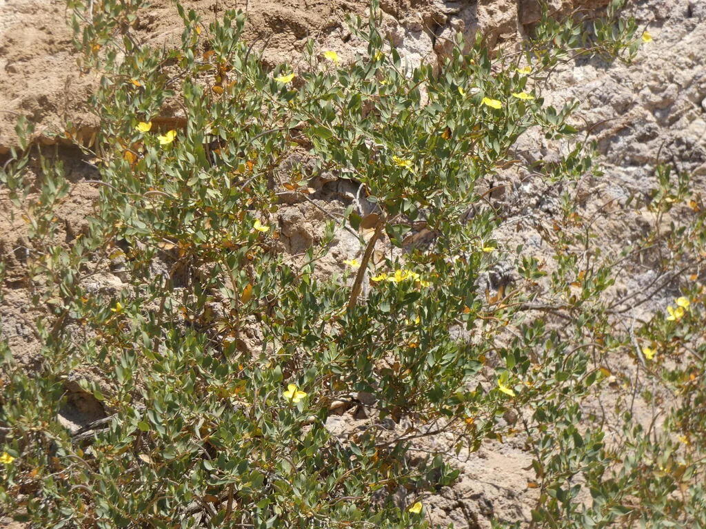 Dendromecon Harfordii