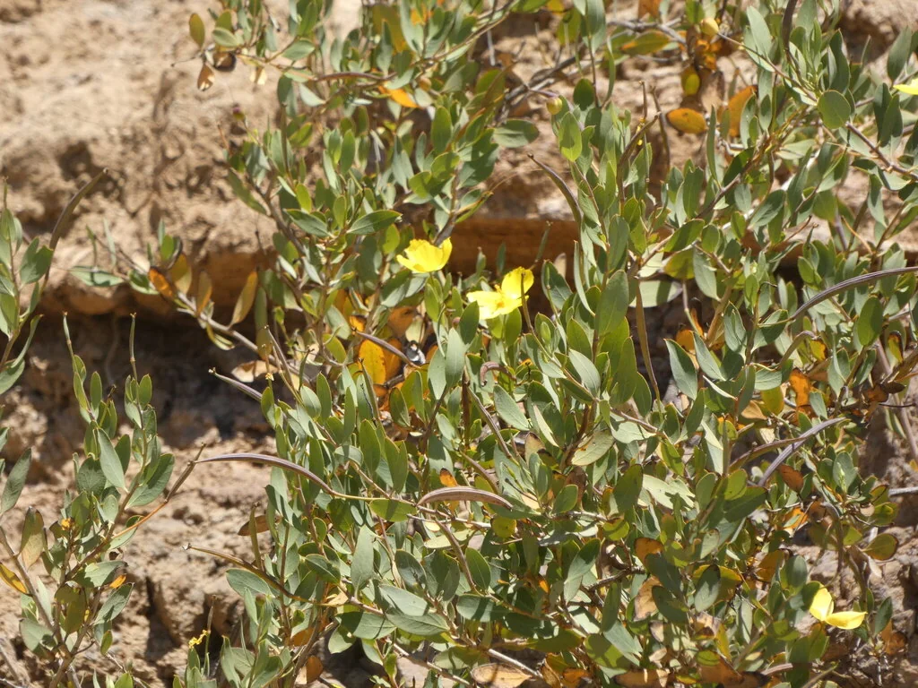 Dendromecon Harfordii