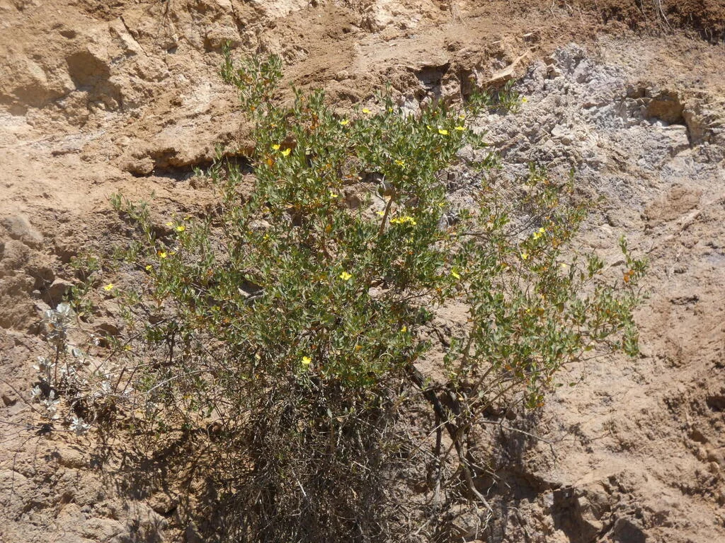 Dendromecon Harfordii