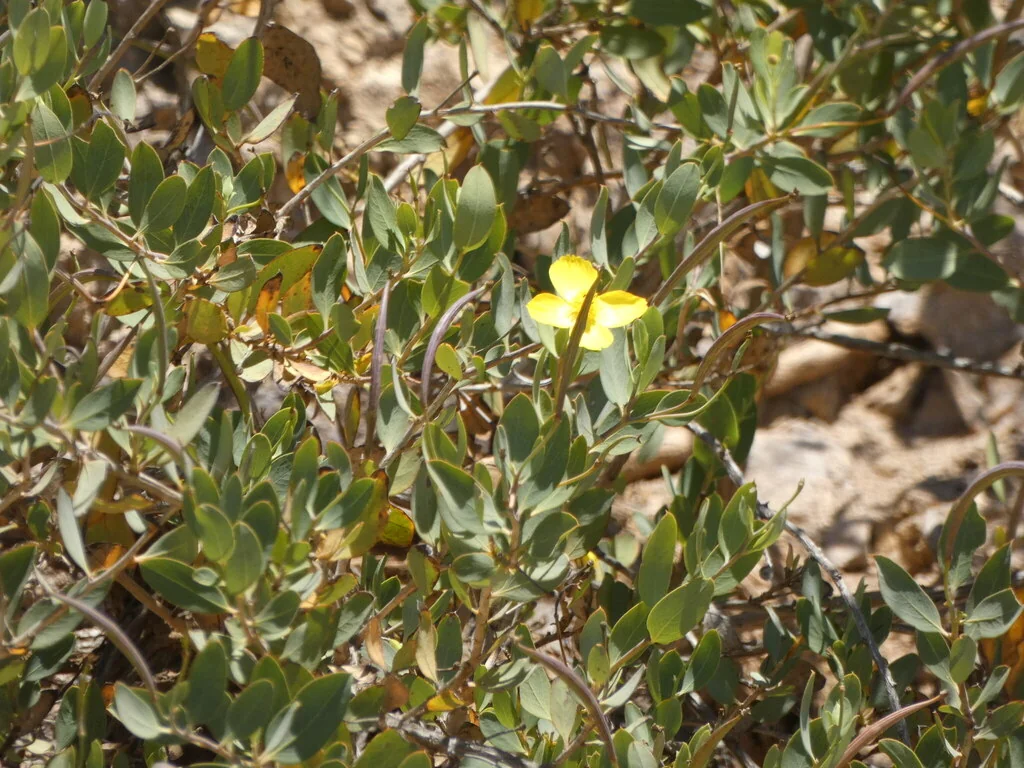 Dendromecon Harfordii