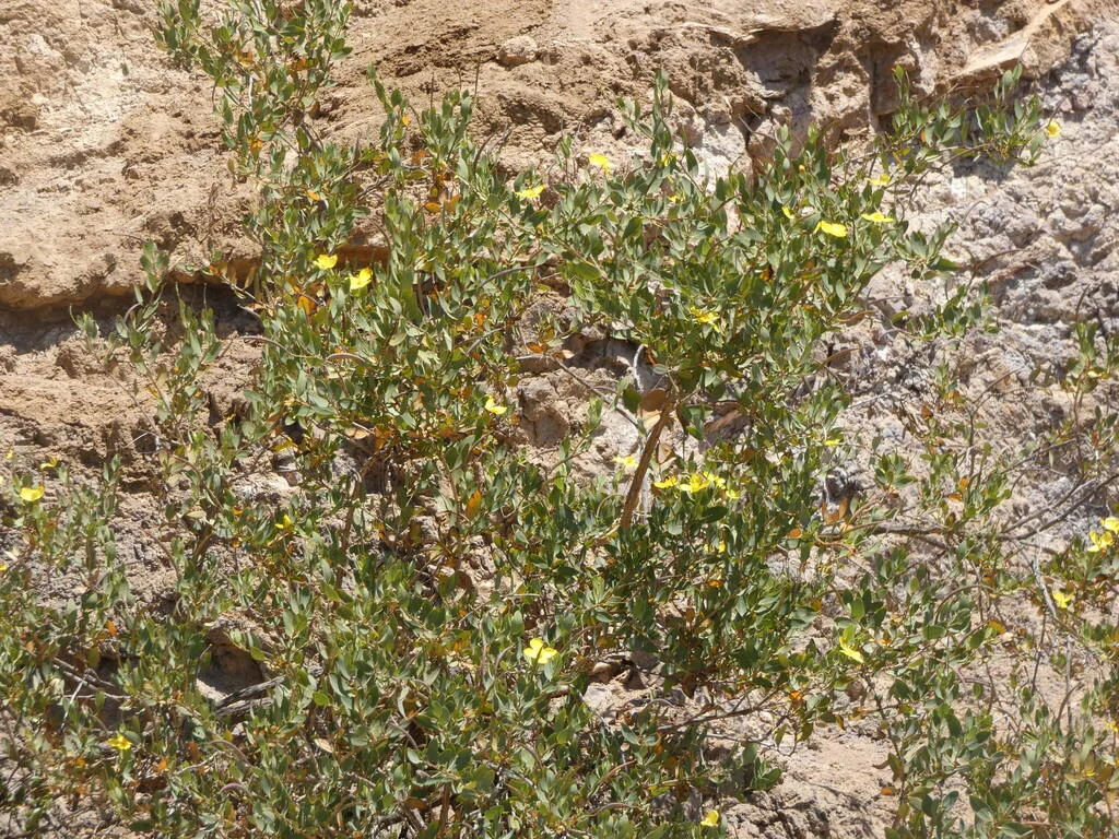 Dendromecon Harfordii