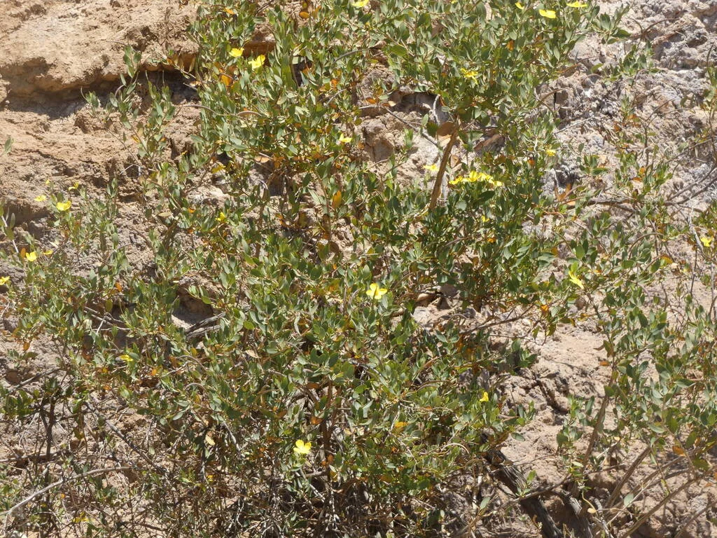 Dendromecon Harfordii