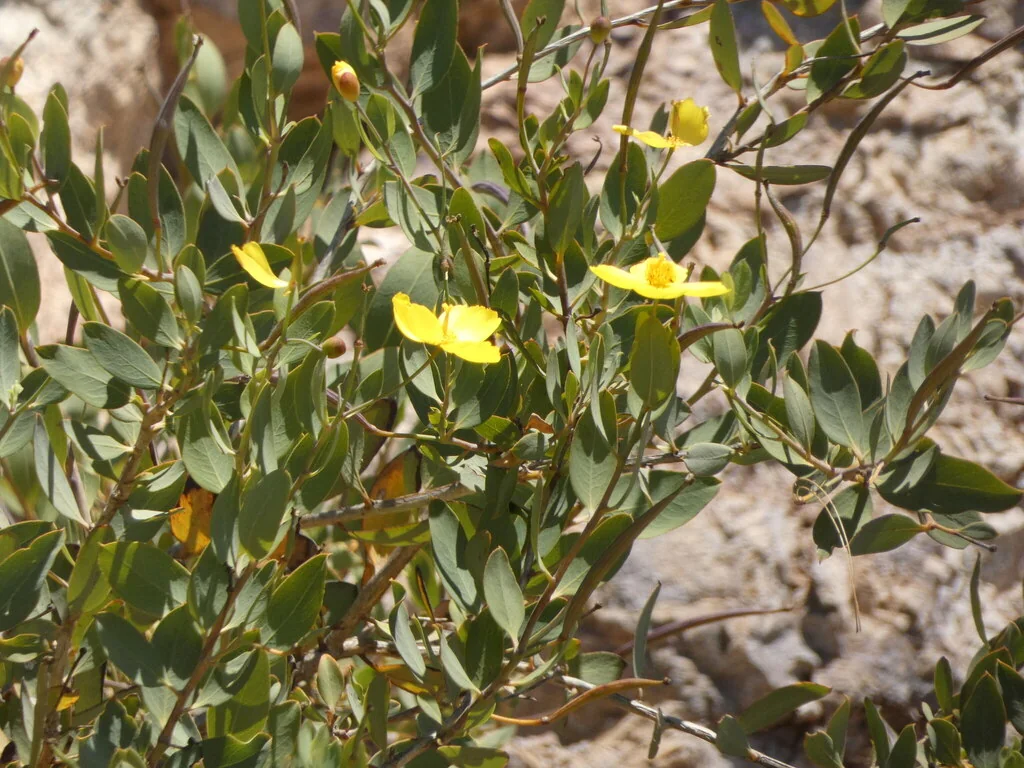 Dendromecon Harfordii