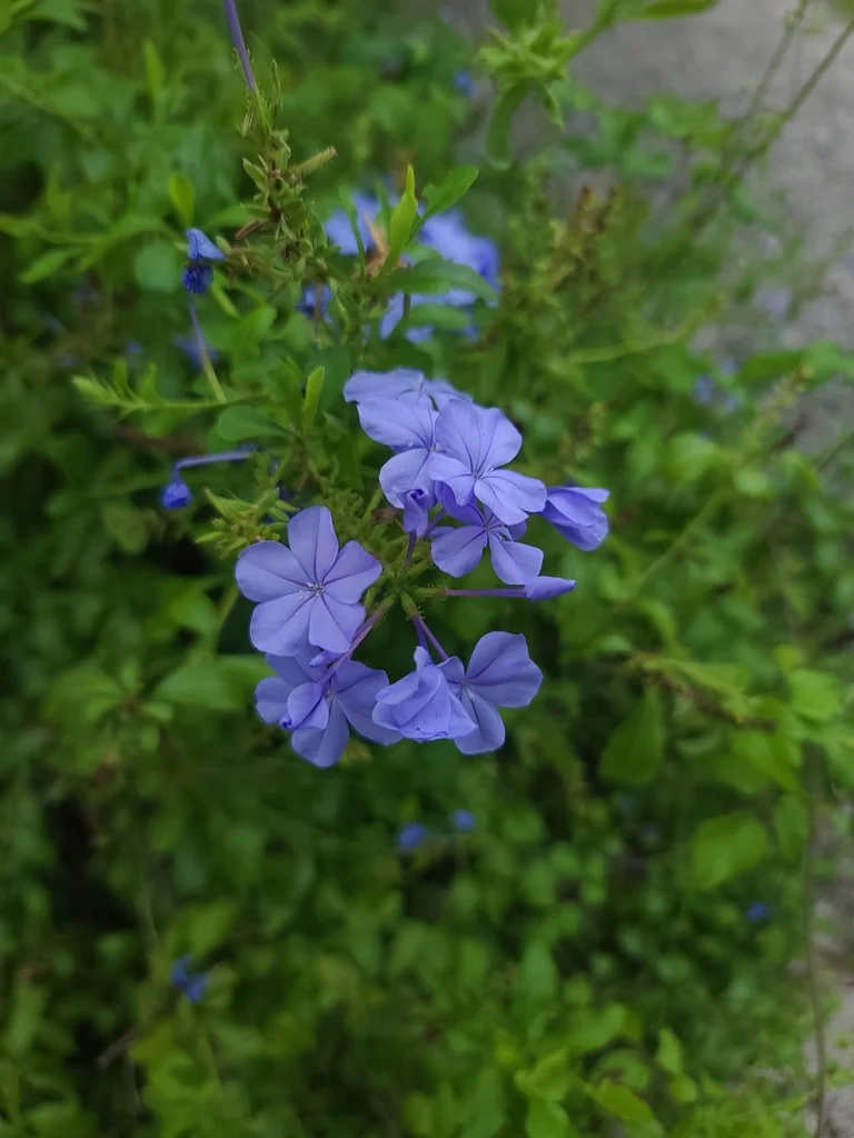 Plumbago Auriculata
