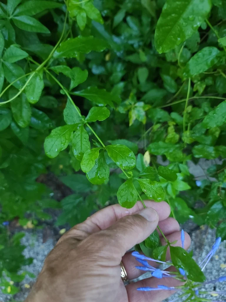 Plumbago Auriculata