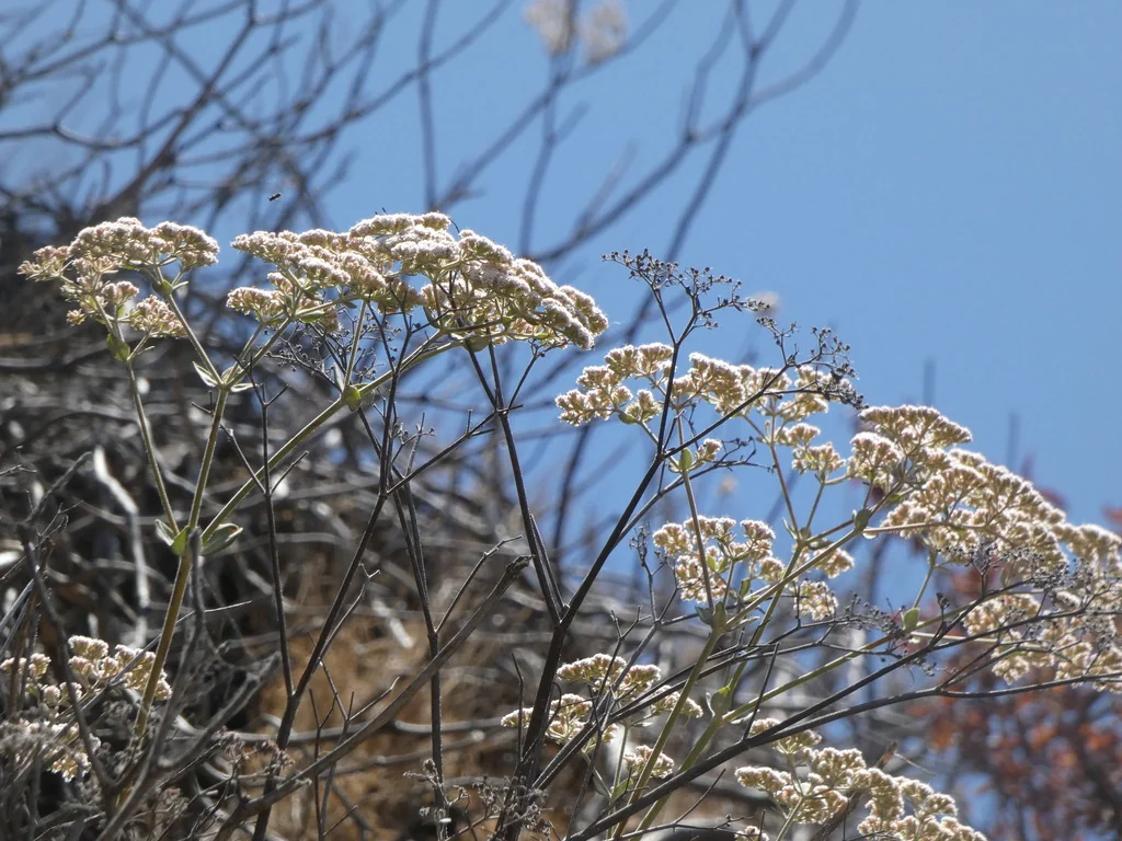 Eriogonum Giganteum