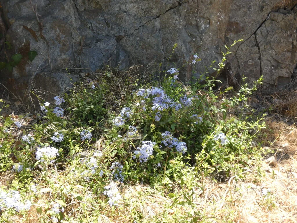 Plumbago Auriculata