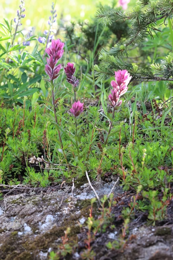 Castilleja Parviflora