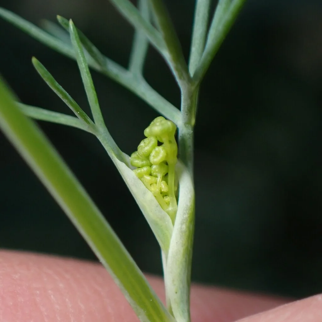 Anethum Graveolens