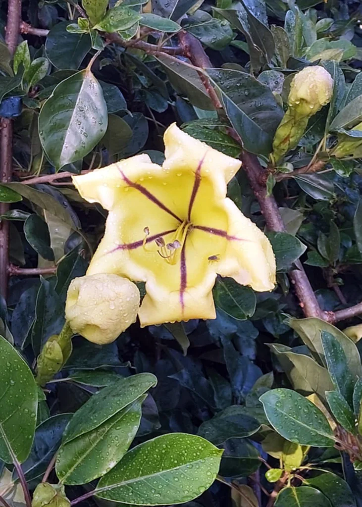 Solandra Maxima