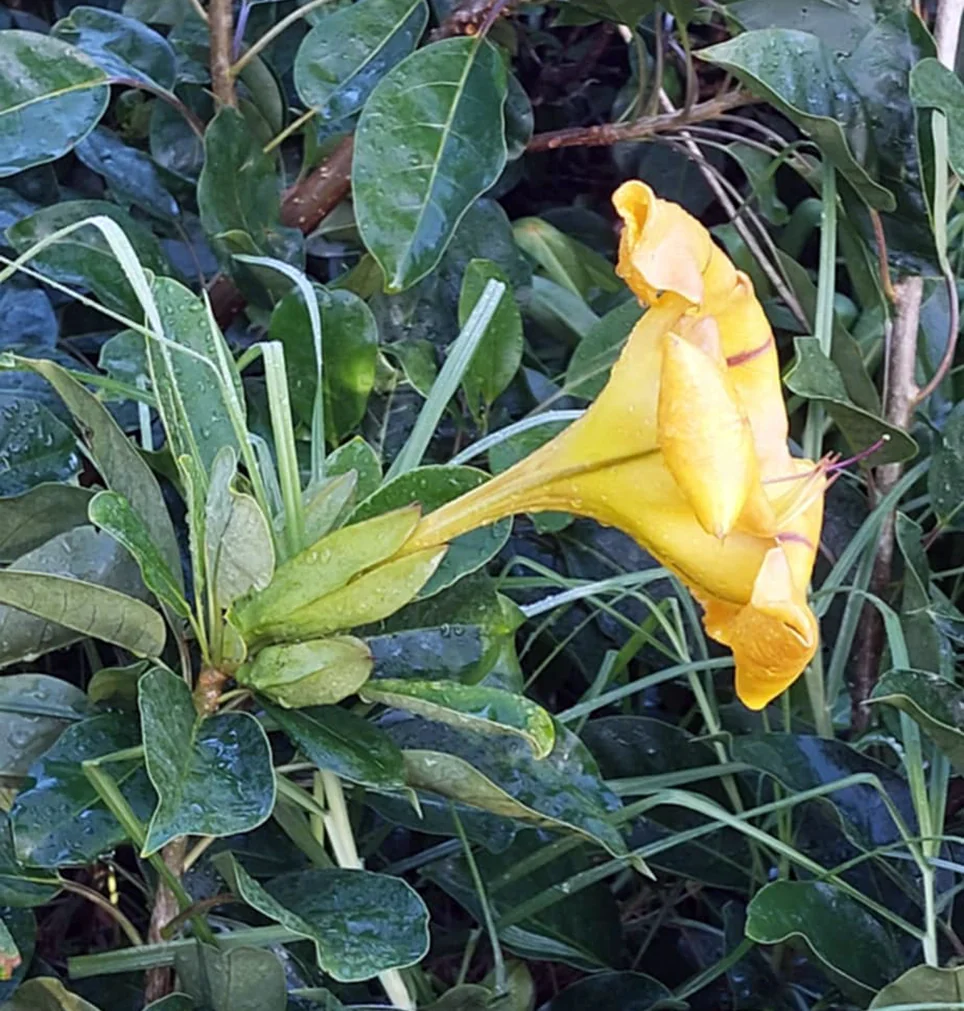 Solandra Maxima