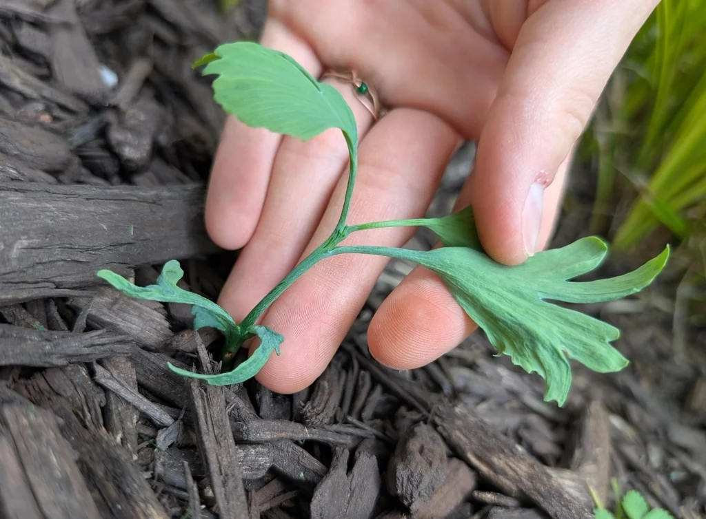Ginkgo Biloba