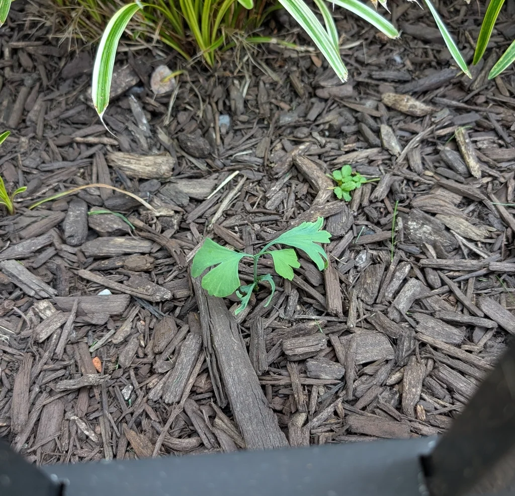 Ginkgo Biloba