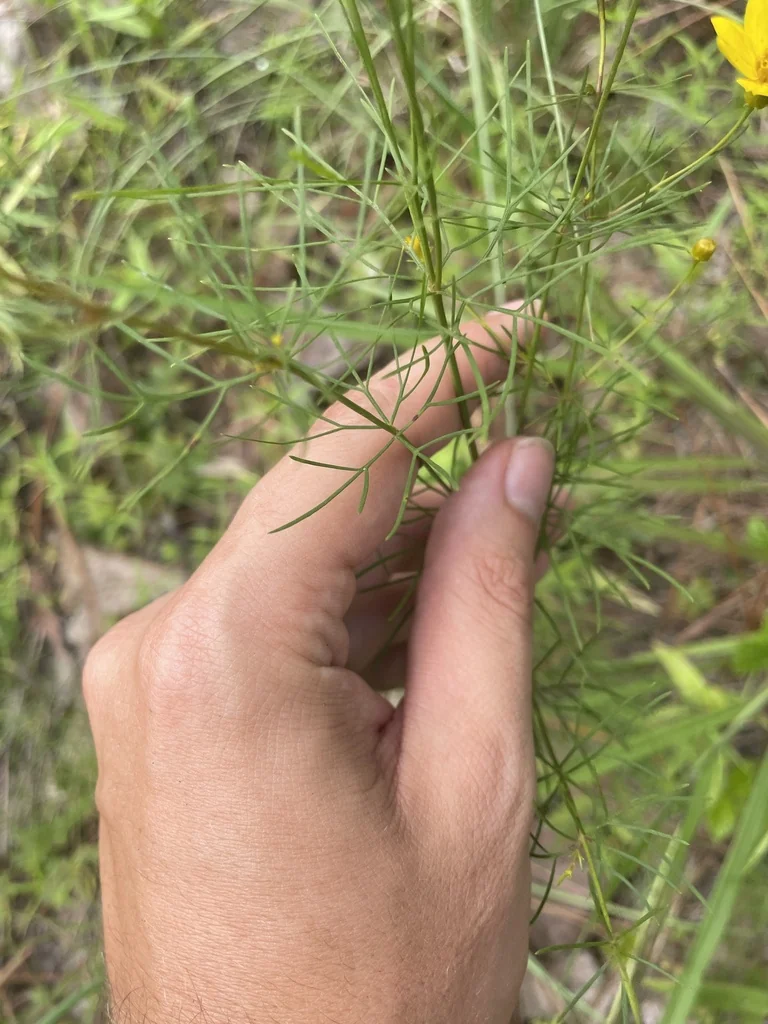 Coreopsis verticillata
