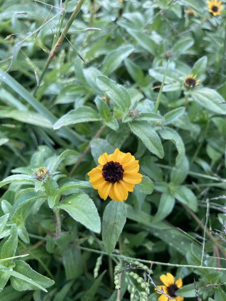 Sanvitalia procumbens