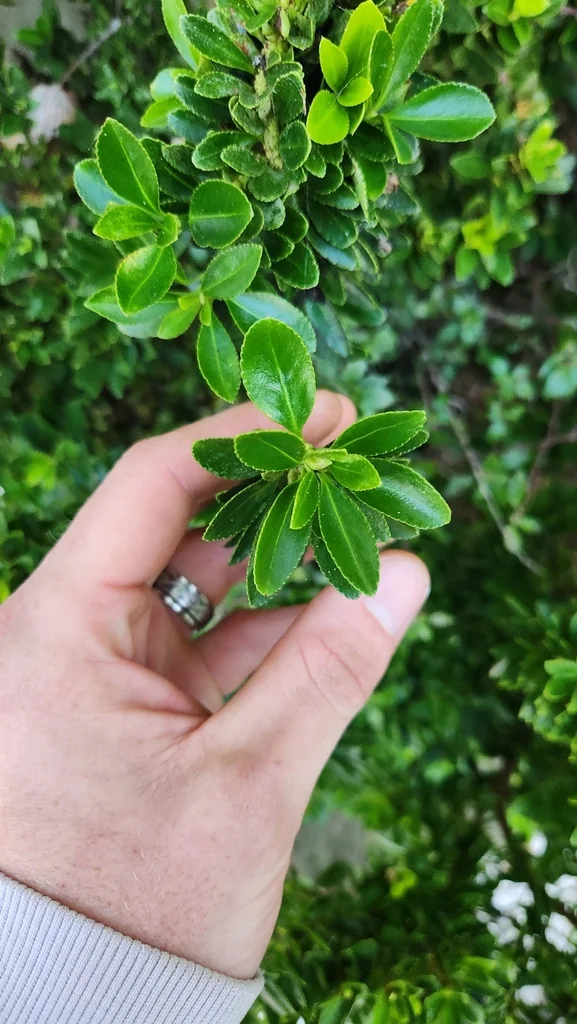 Escallonia Rubra