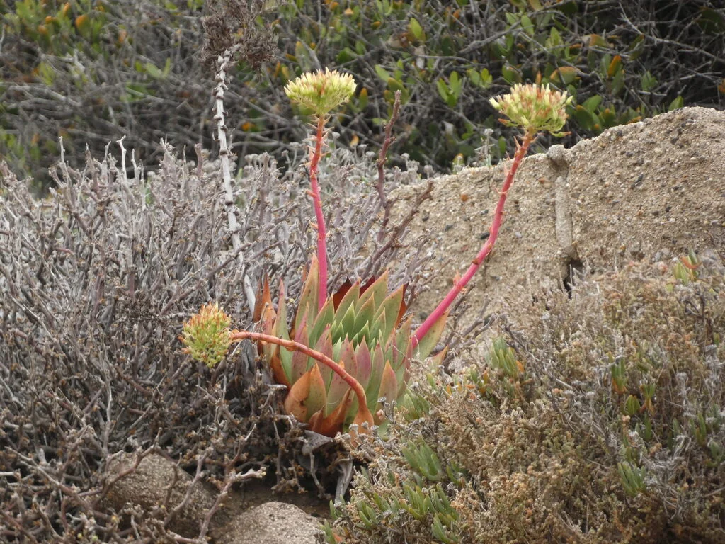 Dudleya Brittonii