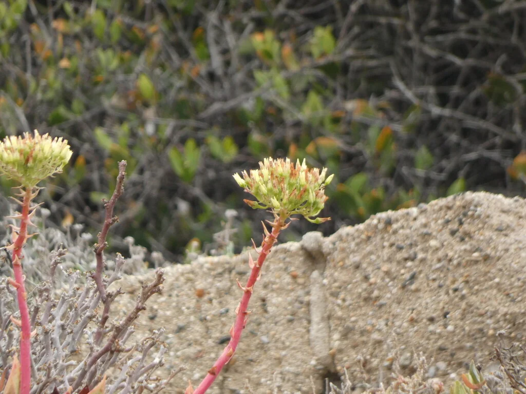 Dudleya Brittonii