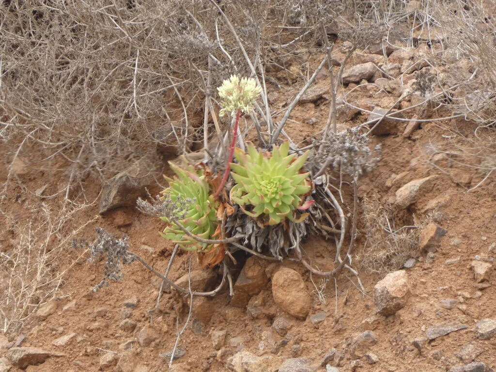 Dudleya Brittonii