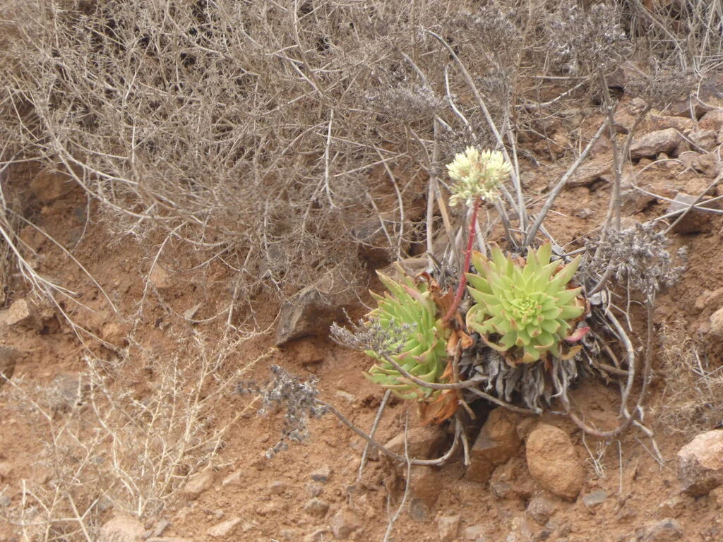 Dudleya Brittonii