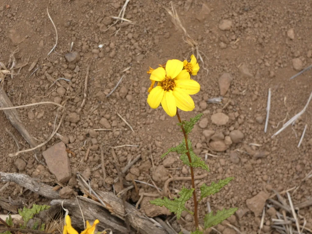 Bahiopsis Laciniata