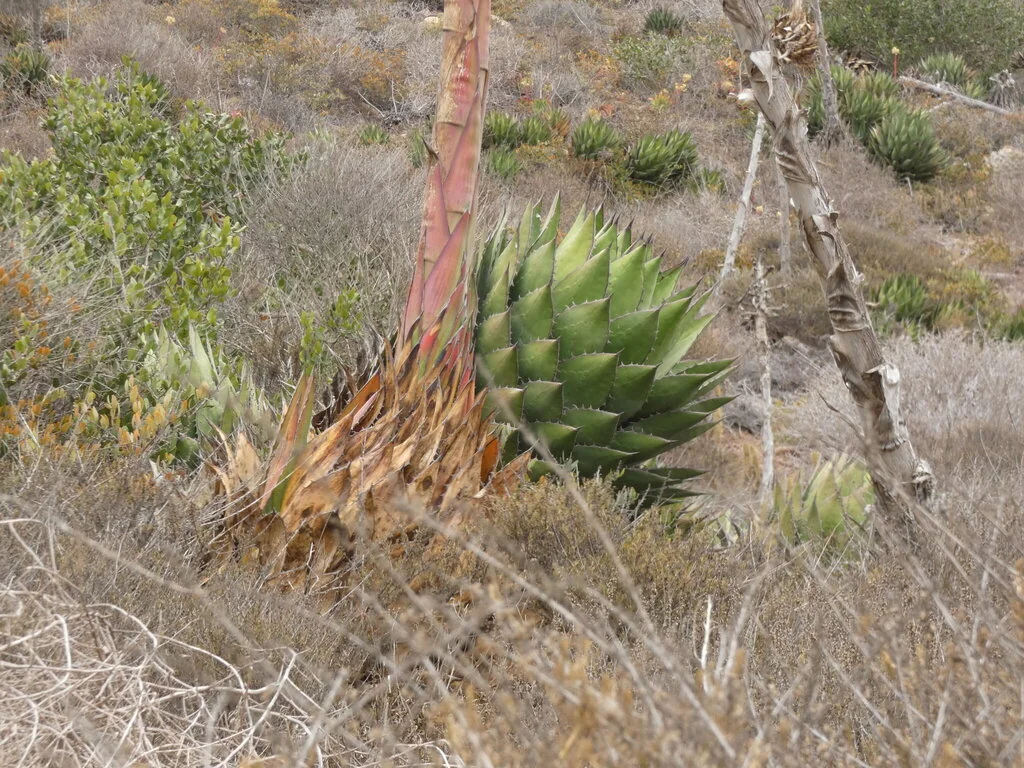 Agave Shawii