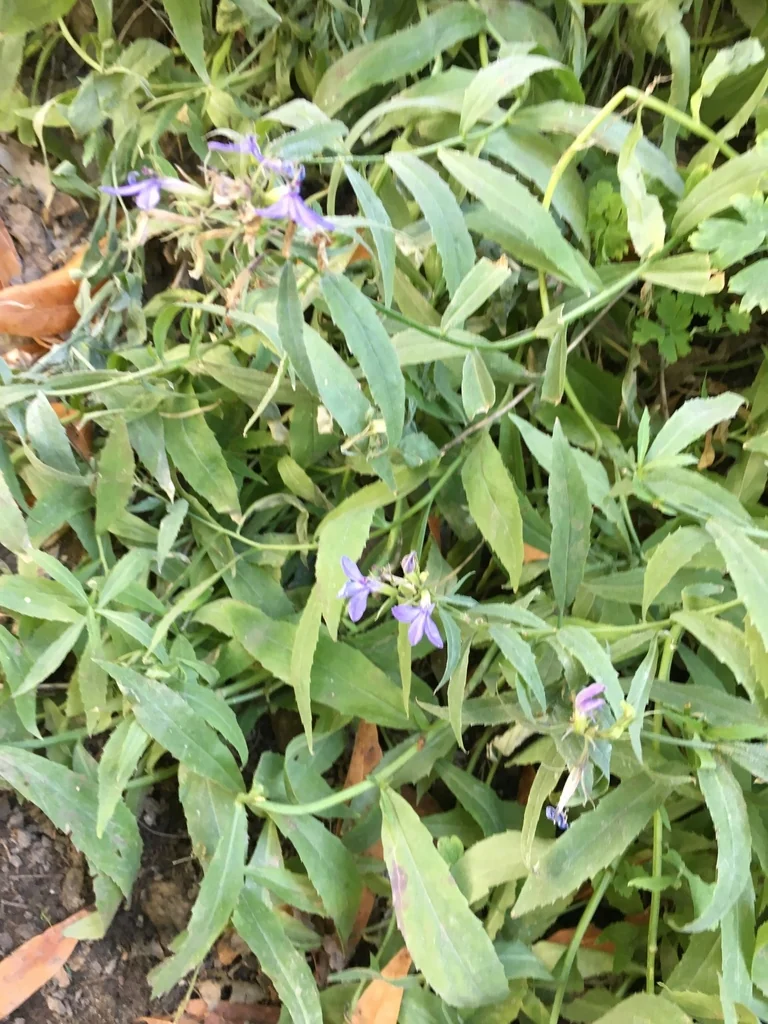 Lobelia Dunnii