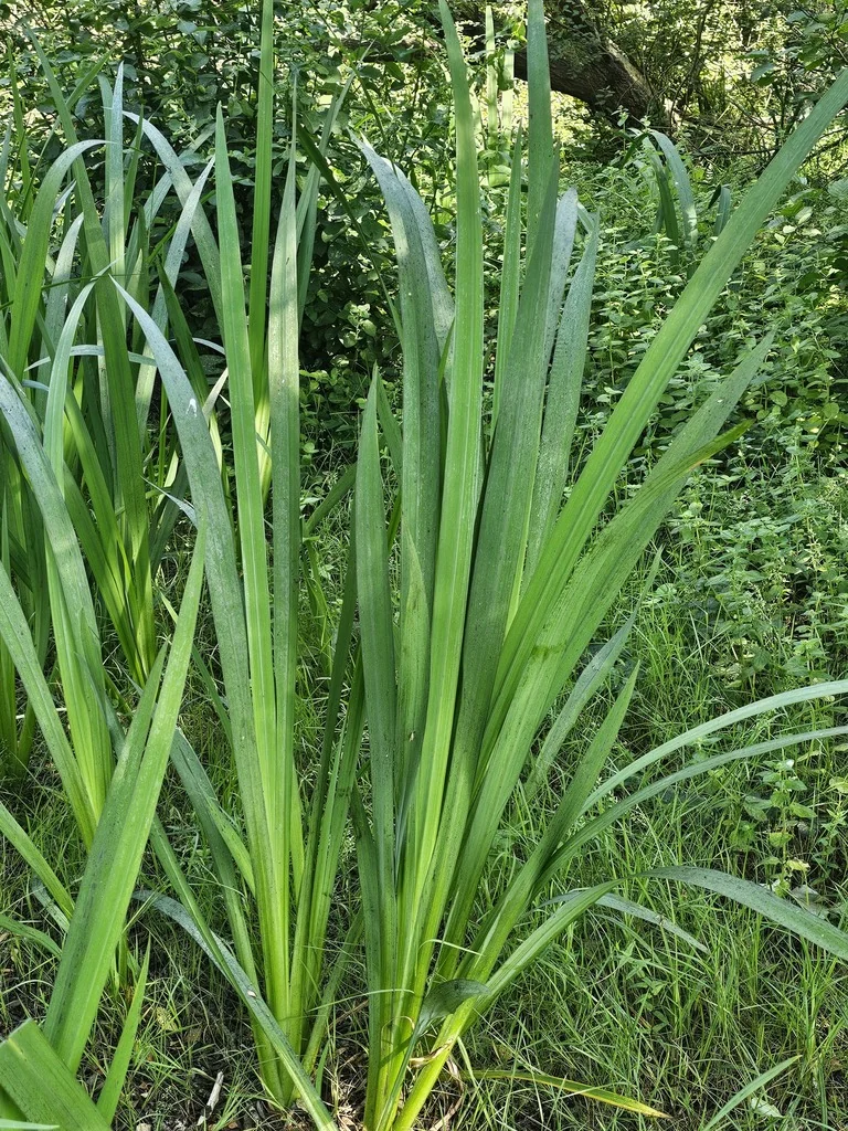 Acorus Calamus