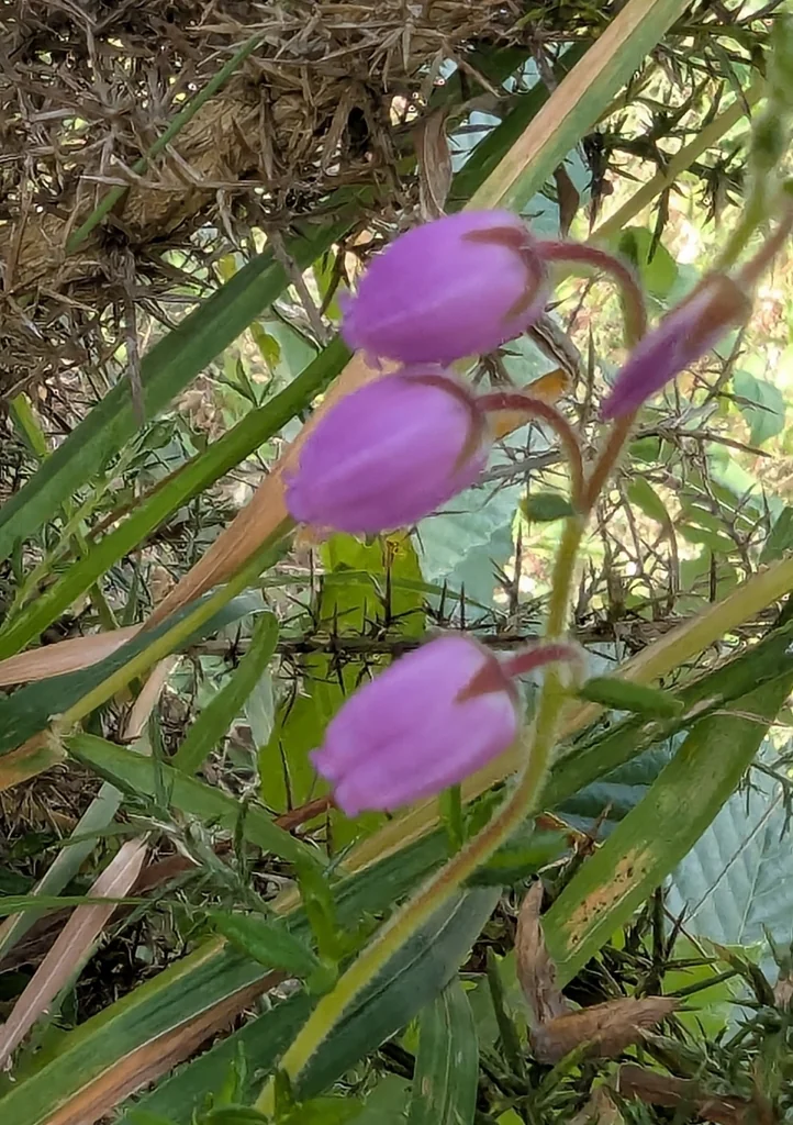 Daboecia Cantabrica