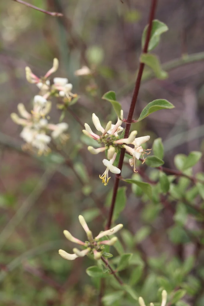 Lonicera Subspicata