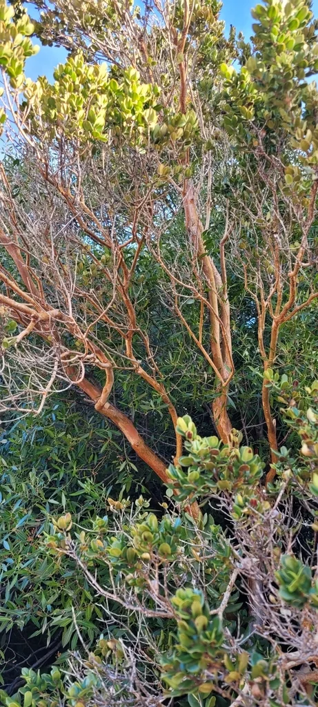 Luma Apiculata