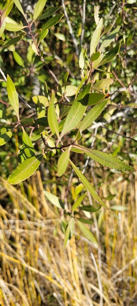 Maytenus Boaria
