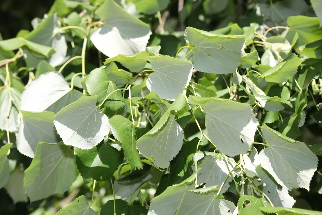 Tilia Tomentosa