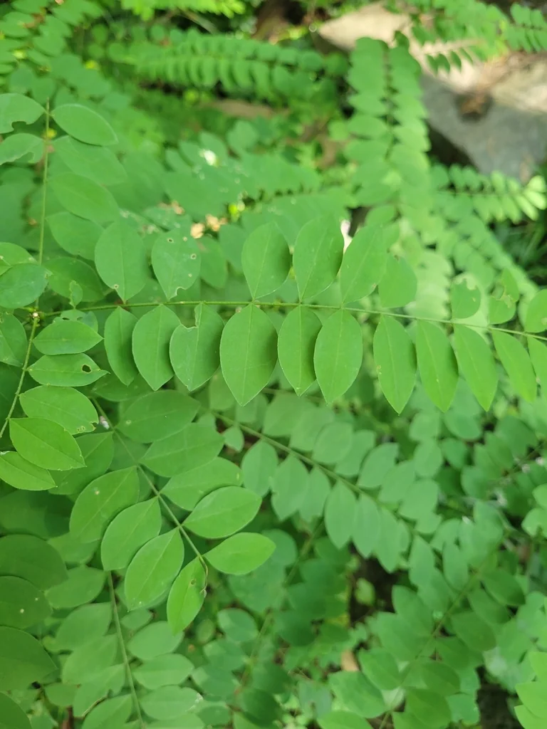 Styphnolobium Japonicum