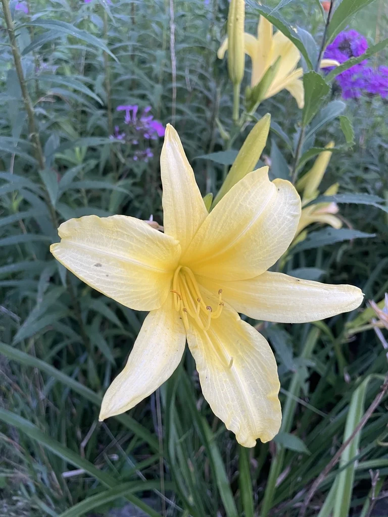 Hemerocallis Lilioasphodelus